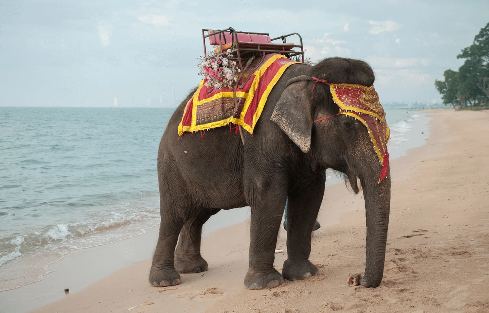 Elephant at wedding