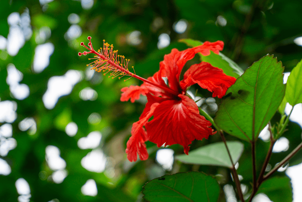 National Flower of Puerto Rico